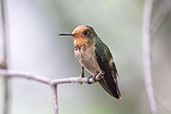 Rufous-crested Coquette, Waqánki Lodge, San Martin, Peru, October 2018 - click for larger image