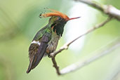 Rufous-crested Coquette, Waqánki Lodge, San Martin, Peru, October 2018 - click for larger image