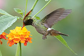 Rufous-crested Coquette, Waqánki Lodge, San Martin, Peru, October 2018 - click for larger image