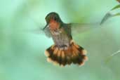 Male Frilled Coquette, Chapada Diamantina, Bahia, Brazil, March 2004 - click for larger image