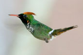 Male Frilled Coquette, Chapada Diamantina, Bahia, Brazil, March 2004 - click for larger image