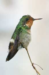 Male Frilled Coquette, Chapada Diamantina, Bahia, Brazil, March 2004 - click for larger image