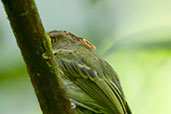 Scale-crested Pygmy Tyrant, Montezuma, Tatamá, Risaralda, Colombia, April 2012 - click for larger image