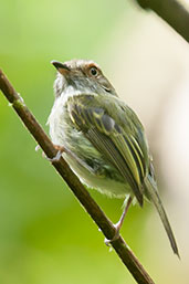 Scale-crested Pygmy Tyrant, Montezuma, Tatamá, Risaralda, Colombia, April 2012 - click for larger image