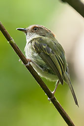 Scale-crested Pygmy Tyrant, Montezuma, Tatamá, Risaralda, Colombia, April 2012 - click for larger image