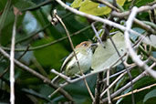 Scale-crested Pygmy Tyrant, Wildsumaco Lodge, Napo, Ecuador, November 2019 - click for larger image