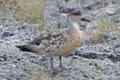 Crested Duck, Torres del Paine, Chile, December 2005 - click for larger image