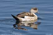 Crested Duck, Lauca N.P., Chile, February 2007 - click for larger image