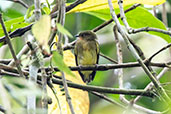 Club-winged Manakin, Mindo, Pichincha, Ecuador, November 2019 - click for larger image