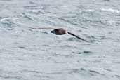 Northern  Giant-Petrel, Chacao-Pargua Ferry, Chiloe, Chile, December 2005 - click for larger image