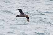 Northern  Giant-Petrel, Chacao-Pargua Ferry, Chiloe, Chile, December 2005 - click for larger image