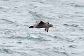 Northern  Giant-Petrel, Chacao-Pargua Ferry, Chiloe, Chile, December 2005 - click for larger image