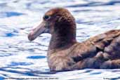 Northern  Giant-Petrel, Robinson Crusoe Island, Chile, January 2007 - click for larger image