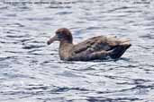 Northern  Giant-Petrel, Robinson Crusoe Island, Chile, January 2007 - click for larger image