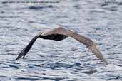 Northern  Giant-Petrel, Robinson Crusoe Island, Chile, January 2007 - click for larger image