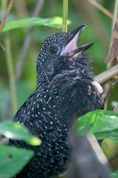 Male Large-tailed Antshrike, Intervales, São Paulo, Brazil, April 2004 - click for larger image