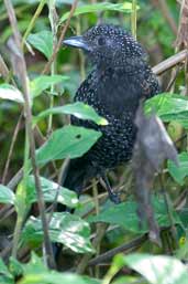 Male Large-tailed Antshrike, Intervales, São Paulo, Brazil, April 2004 - click for larger image