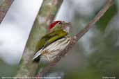 Male Eastern Striped Manakin, REGUA, Rio de Janeiro, Brazil, November 2006 - click for larger image