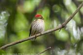 Male Eastern Striped Manakin, REGUA, Rio de Janeiro, Brazil, November 2006 - click for larger image