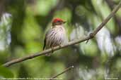 Male Eastern Striped Manakin, REGUA, Rio de Janeiro, Brazil, November 2006 - click for larger image