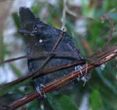 Male  Tufted Antshrike, Boa Nova, Bahia, Brazil, July 2002 - click for larger image