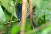 Male  Tufted Antshrike, Camacã, Bahia, Brazil, March 2004 - click for larger image