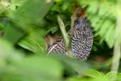 Female  Tufted Antshrike, Camacã, Bahia, Brazil, March 2004 - click for larger image