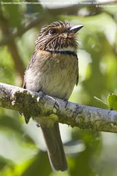 Crescent-chested Puffbird, Camacã, Bahia, Brazil, November 2008 - click for larger image