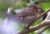Crescent-chested Puffbird, Boa Nova, Bahia, Brazil, July 2002 - click for larger image
