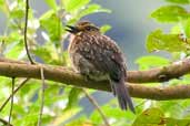 Crescent-chested Puffbird, Intervales, São Paulo, Brazil, April 2004 - click for larger image