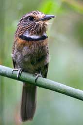 Crescent-chested Puffbird, Intervales, São Paulo, Brazil, April 2004 - click for larger image