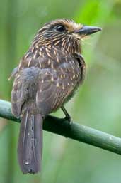Crescent-chested Puffbird, Intervales, São Paulo, Brazil, April 2004 - click for larger image