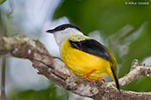 White-collared Manakin, Tikal, Guatemala, March 2015 - click for larger image