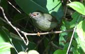 Female White-bearded Manakin, Ubatuba, São Paulo, Brazil, August 2002 - click for larger image