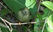 Female White-bearded Manakin, Ubatuba, São Paulo, Brazil, August 2002 - click for larger image