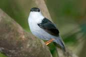 Male White-bearded Manakin, Murici, Alagoas, Brazil, March 2004 - click for larger image