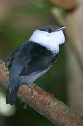 Male White-bearded Manakin, Murici, Alagoas, Brazil, March 2004 - click for larger image