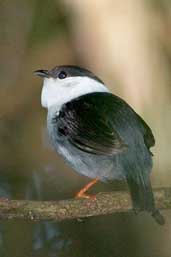 Male White-bearded Manakin, Murici, Alagoas, Brazil, March 2004 - click for larger image