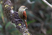 Pearled Treerunner, Abra Calla Calla, Amazonas, Peru, October 2018 - click for larger image