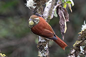 Pearled Treerunner, Abra Calla Calla, Amazonas, Peru, October 2018 - click for larger image