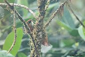 Fulvous-dotted Treerunner, Montezuma, Tatamá, Risaralda, Colombia, April 2012 - click for larger image