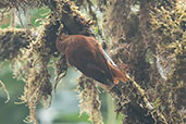 Fulvous-dotted Treerunner, Montezuma, Tatamá, Risaralda, Colombia, April 2012 - click for larger image