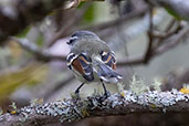 Rufous-winged Tyrannulet, Leymebamba, Amazonas, Peru, October 2018 - click for larger image