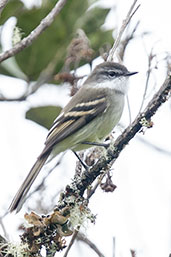 White-throated Tyrannulet, Chingaza NP, Cundinamarca, Colombia, April 2012 - click for larger image