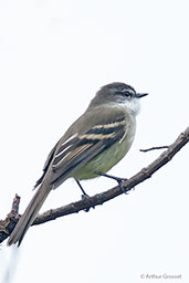 White-throated Tyrannulet, Chingaza NP, Cundinamarca, Colombia, April 2012 - click for larger image