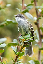 White-throated Tyrannulet, Chingaza NP, Cundinamarca, Colombia, April 2012 - click for larger image