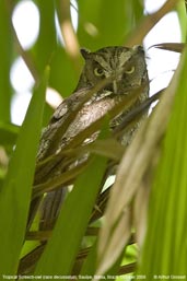 Tropical Screech-owl, Sauípe, Bahia, Brazil, October 2008 - click for larger image