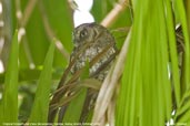 Tropical Screech-owl, Sauípe, Bahia, Brazil, October 2008 - click for larger image