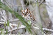 Tropical Screech-owl, Chapada Diamantina, Bahia, Brazil, October 2008 - click for larger image