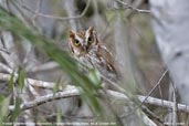 Tropical Screech-owl, Chapada Diamantina, Bahia, Brazil, October 2008 - click for larger image